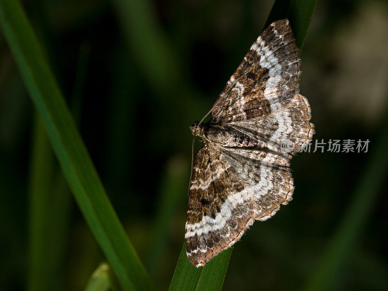 普通地毯(epirhoe alternata)